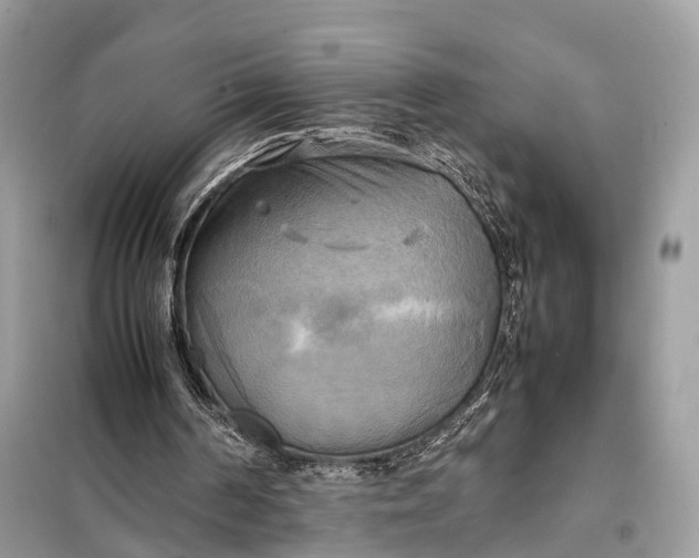 X0000099230194200805081605