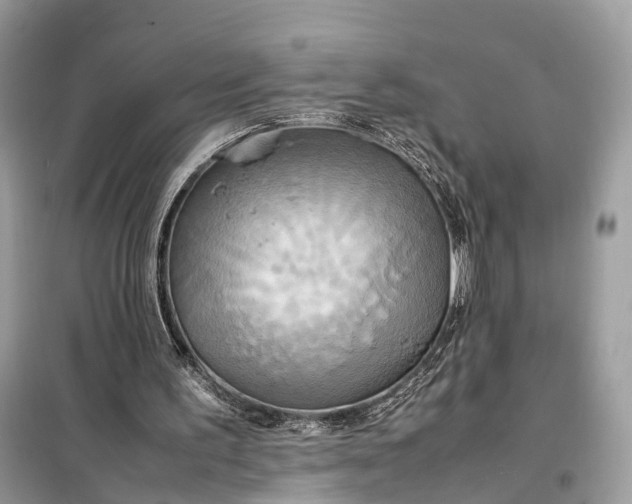 X0000099230195200805081605