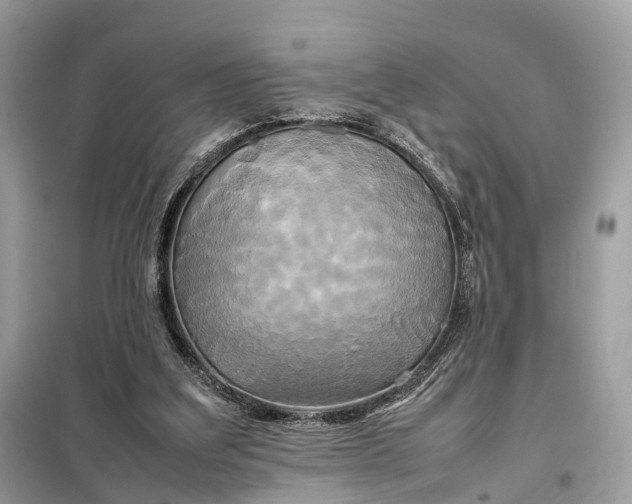 X0000099230203200805081605