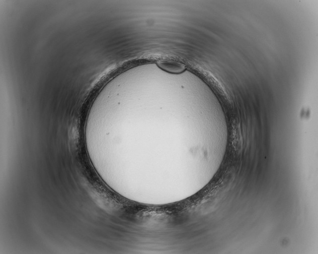 X0000099230208200805081605