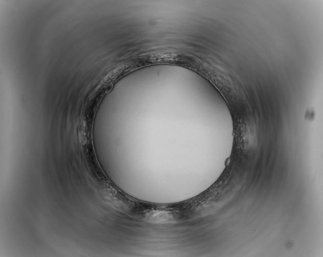 X0000099230224200805081605