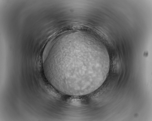 X0000099230228200805081605