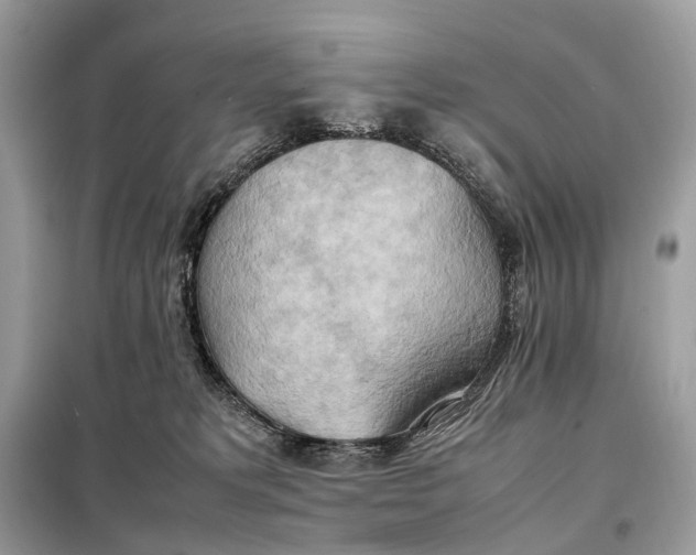 X0000099230229200805081605