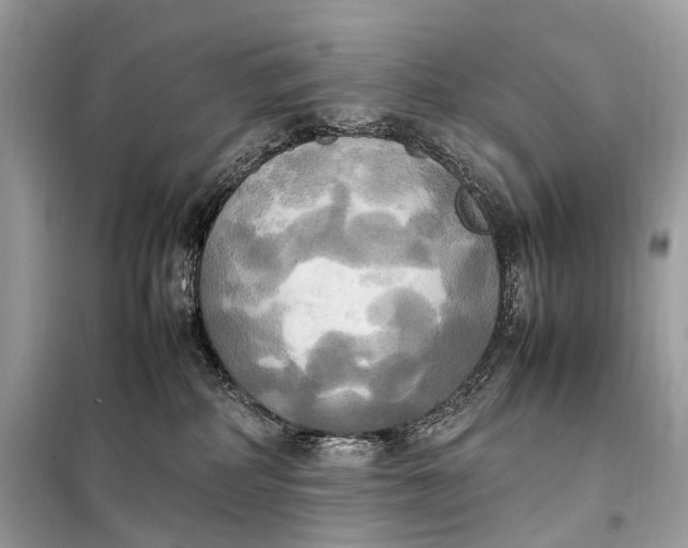 X0000099230234200805081605