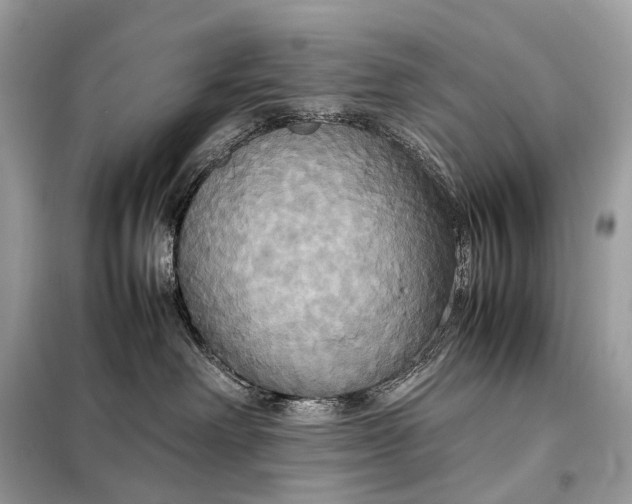 X0000099230238200805081605