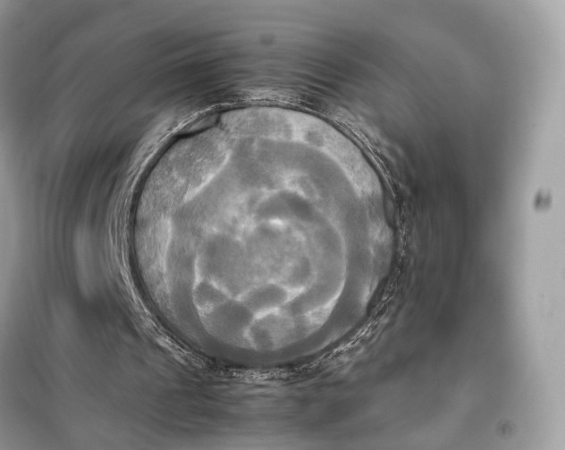 X0000099230241200805081604