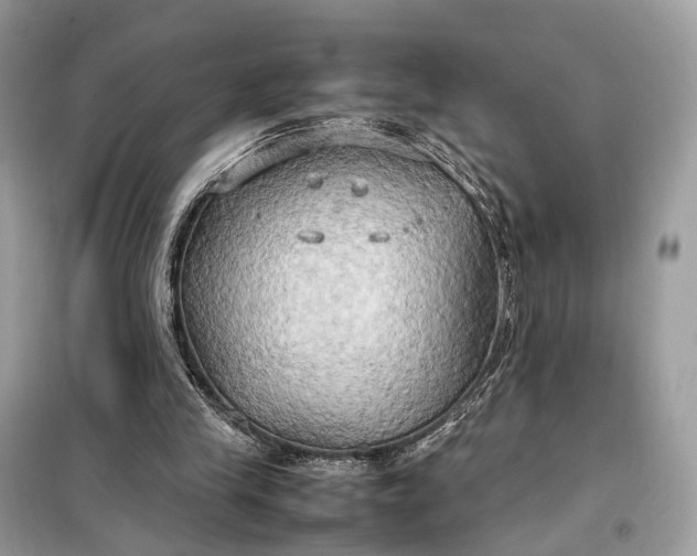 X0000099230245200805081604