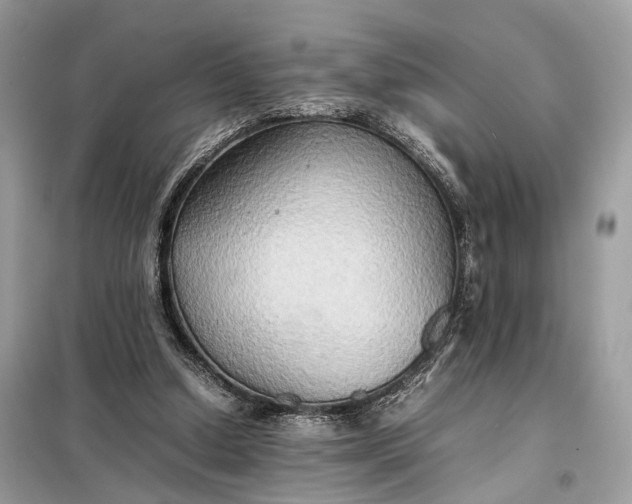 X0000099230250200805081604