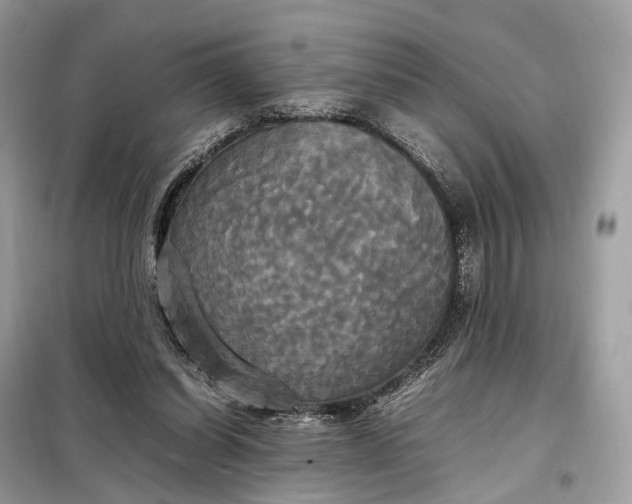 X0000099230254200805081604