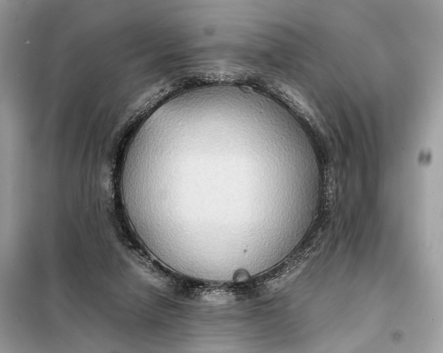 X0000099230258200805081604