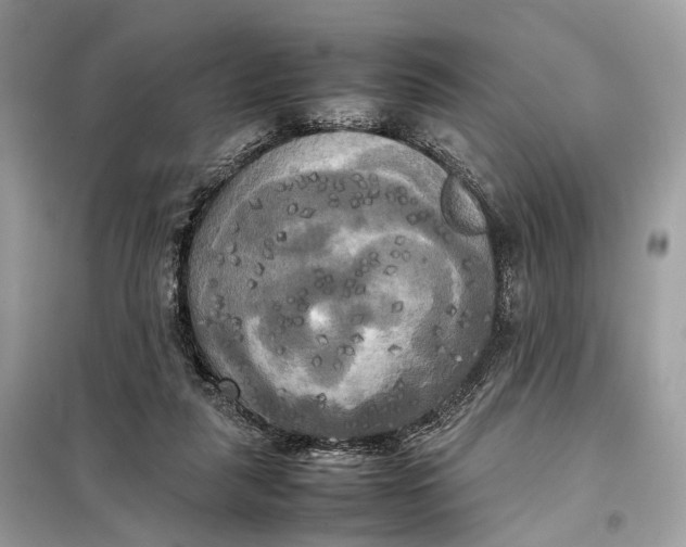 X0000099230259200805081604