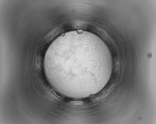 X0000099230266200805081604