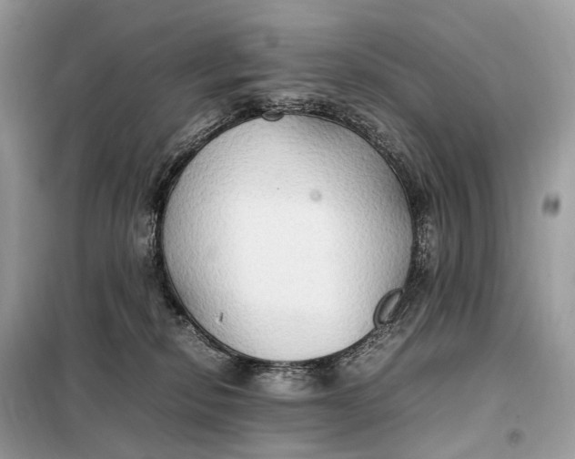 X0000099230278200805081604