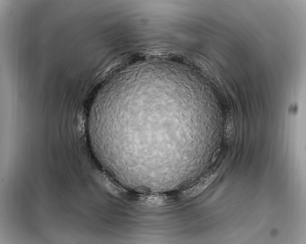 X0000099230282200805081605