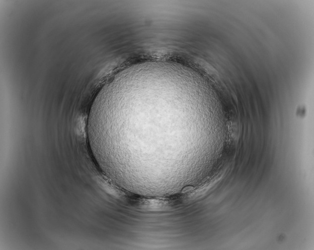 X0000099230286200805081605