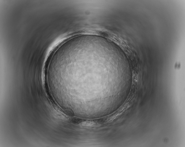 X0000099230294200805081604