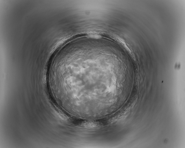 X0000099230299200805081604