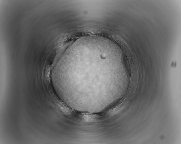 X0000099230336200805081603