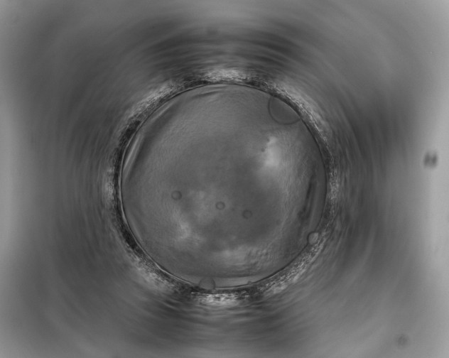 X0000099230353200805081603