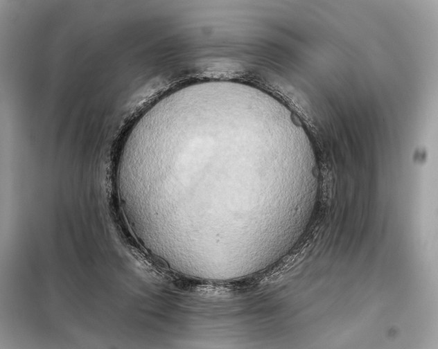 X0000099230354200805081603