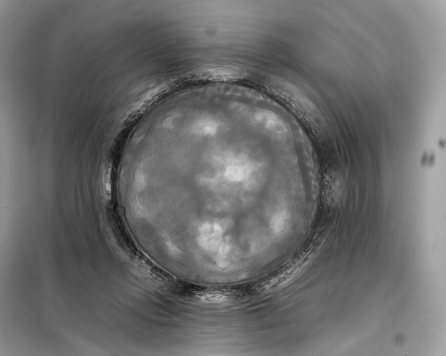 X0000099230358200805081603