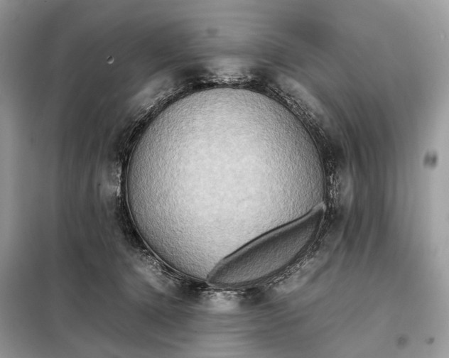 X0000099230368200805081603