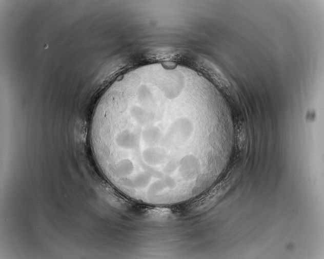 X0000099230374200805081603