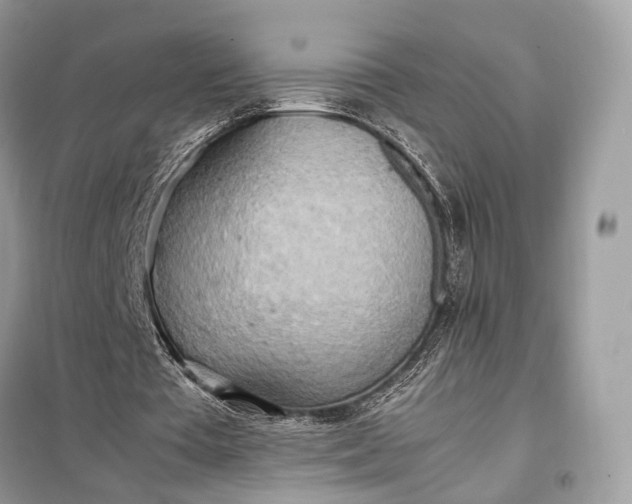 X0000099230385200805081602