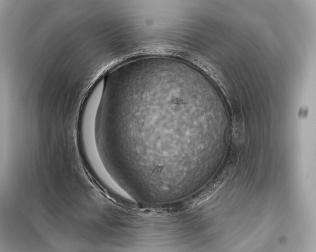 X0000099230434200805081601