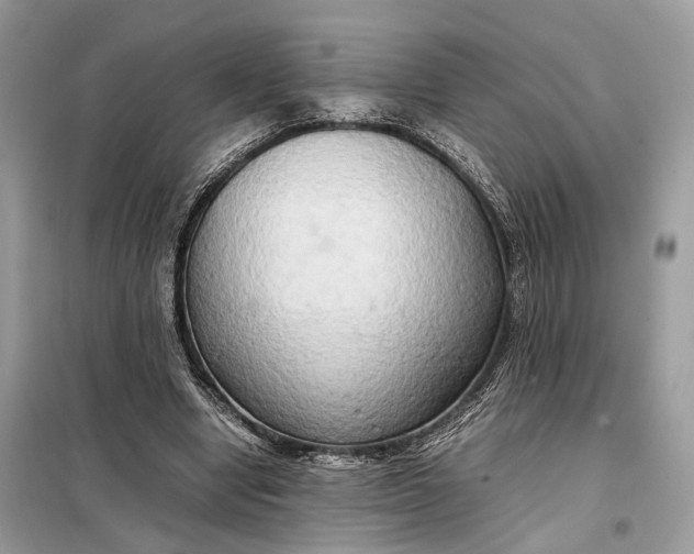 X0000099230442200805081601