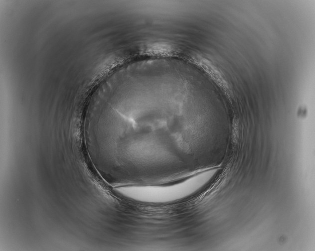 X0000099230449200805081601