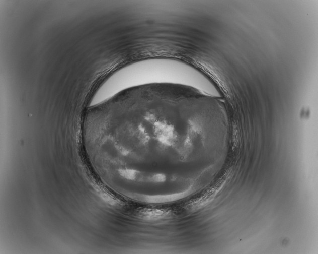 X0000099230453200805081601