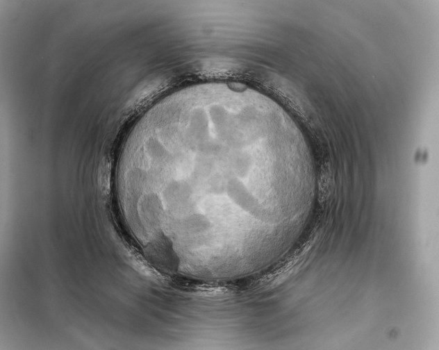 X0000099230454200805081601