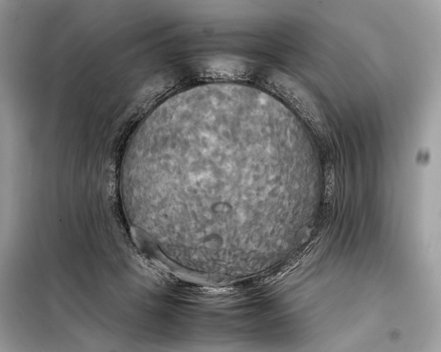 X0000099230457200805081601