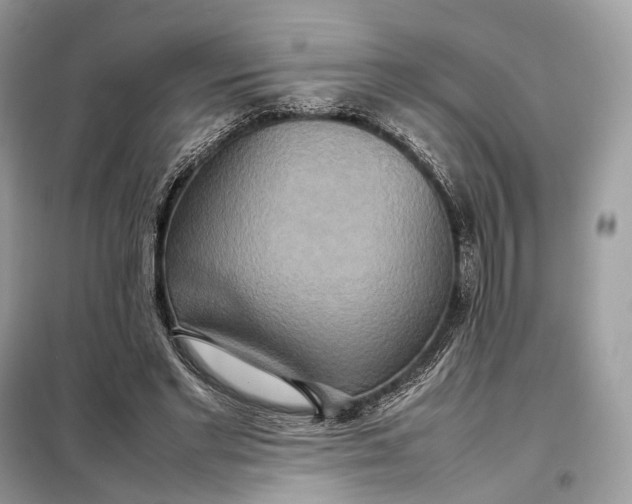 X0000099230493200805081600