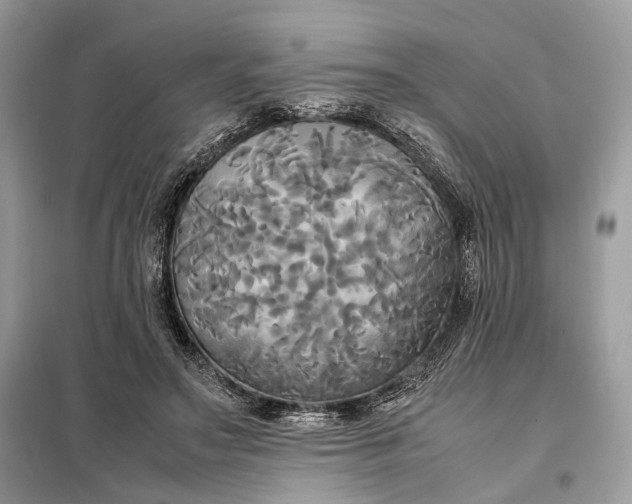 X0000099230499200805081600