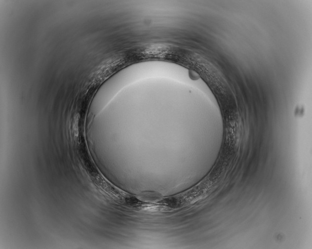 X0000099230504200805081600