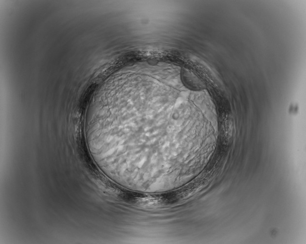 X0000099230511200805081600