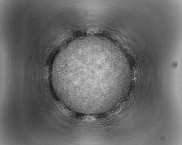 X0000099230519200805081600