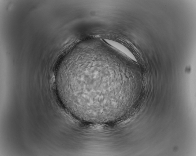 X0000099230523200805081600