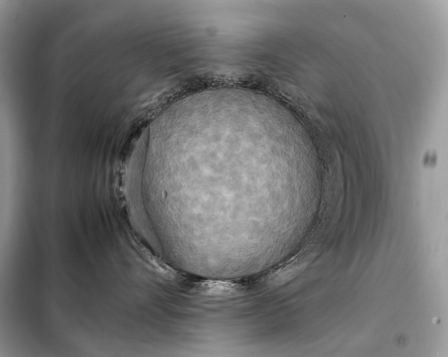 X0000099230528200805081600