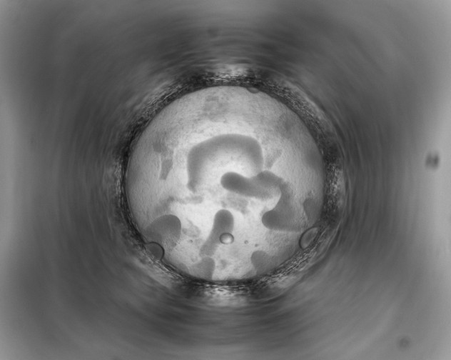 X0000099230565200805081600