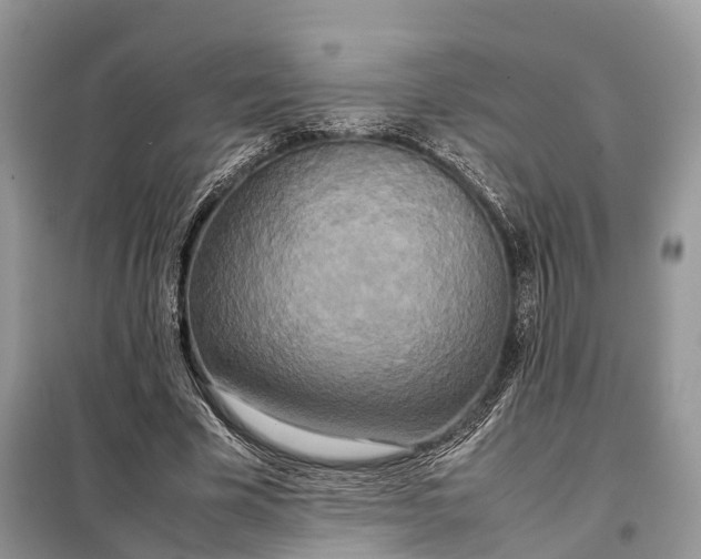 X0000099230585200805081559