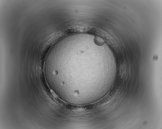 X0000099230594200805081559