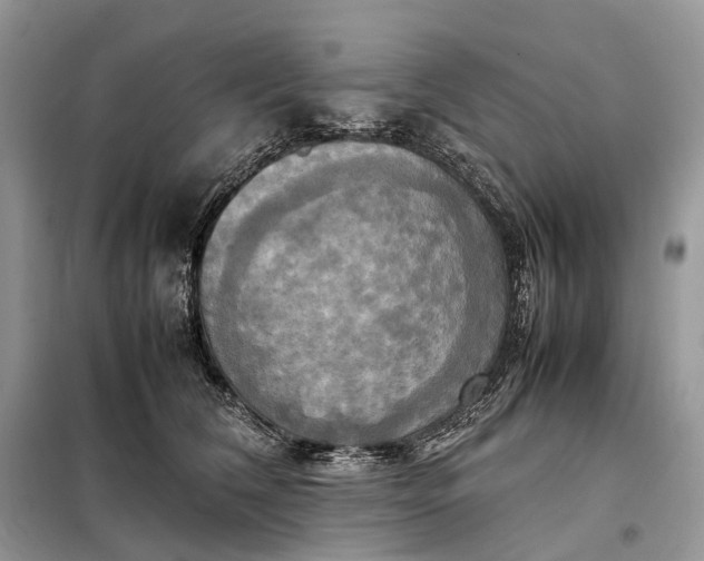 X0000099230612200805081559