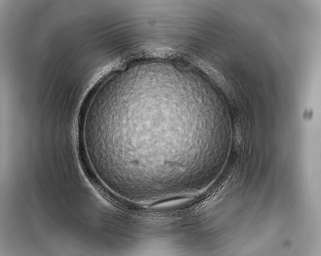 X0000099230630200805081558