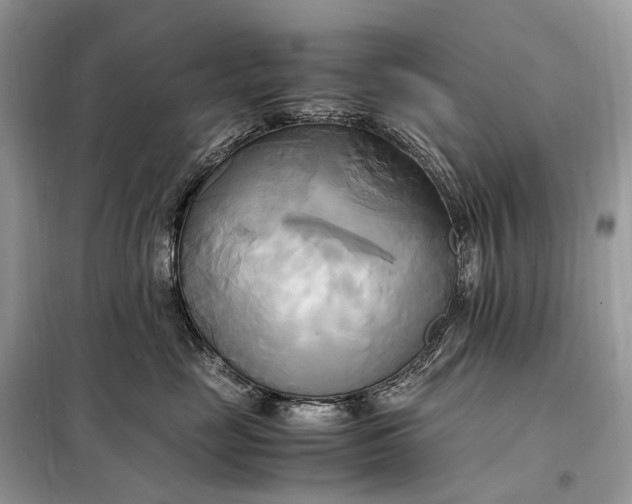 X0000099230669200805081558