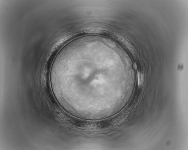 X0000099230675200805081558