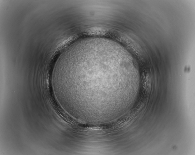 X0000099230692200805081557