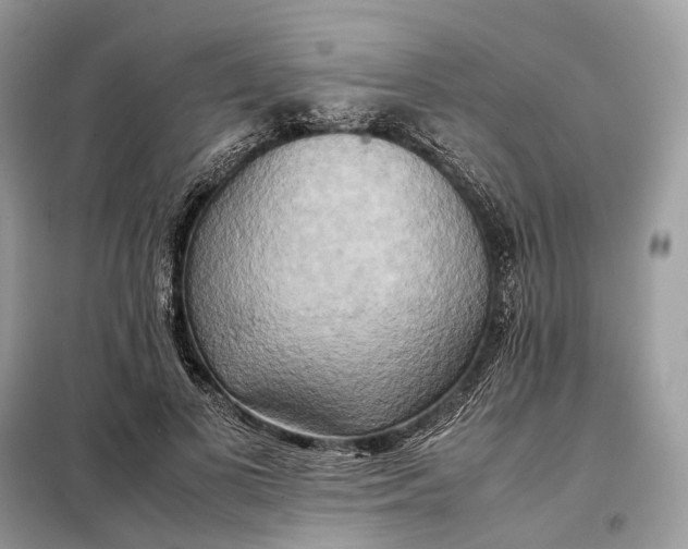 X0000099230693200805081557